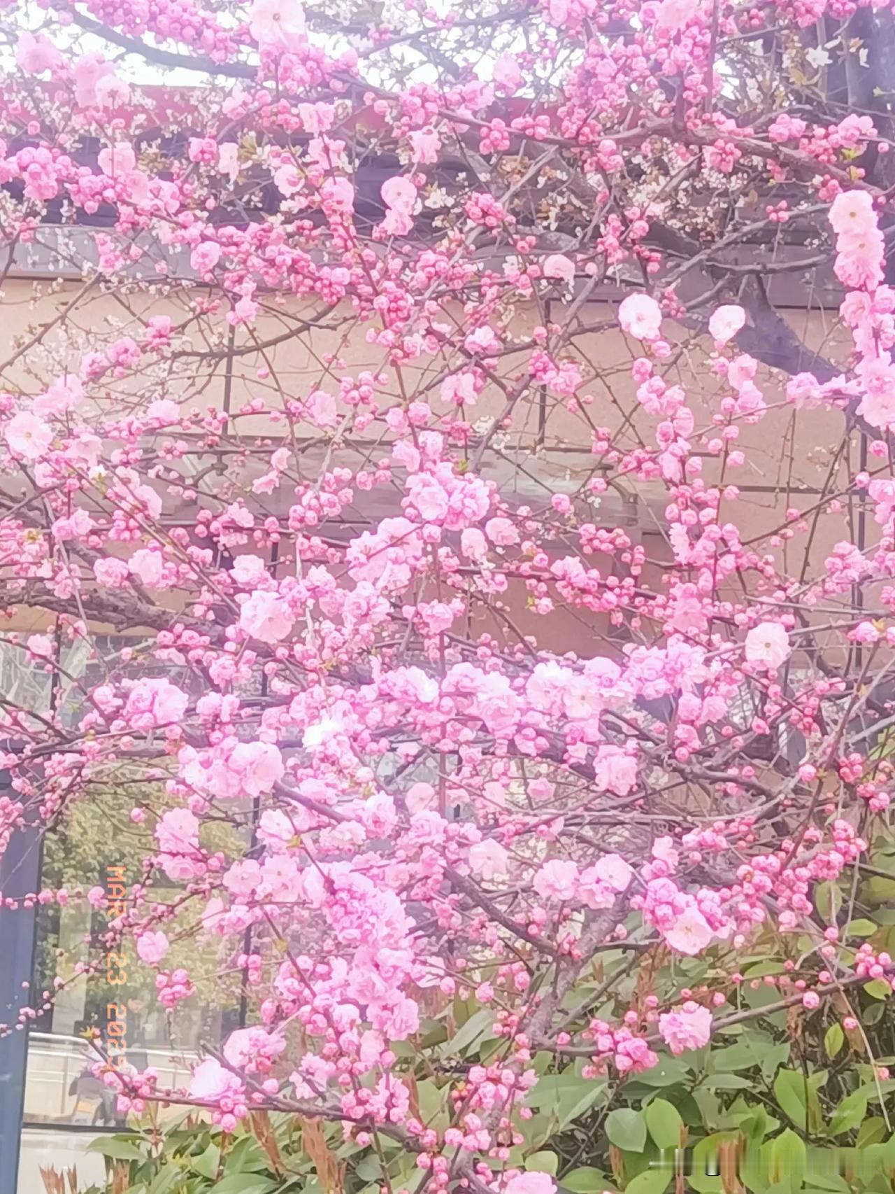 看到花开，仿佛看到了生活的希望。
[赞][玫瑰][赞]
春天花卉随手拍