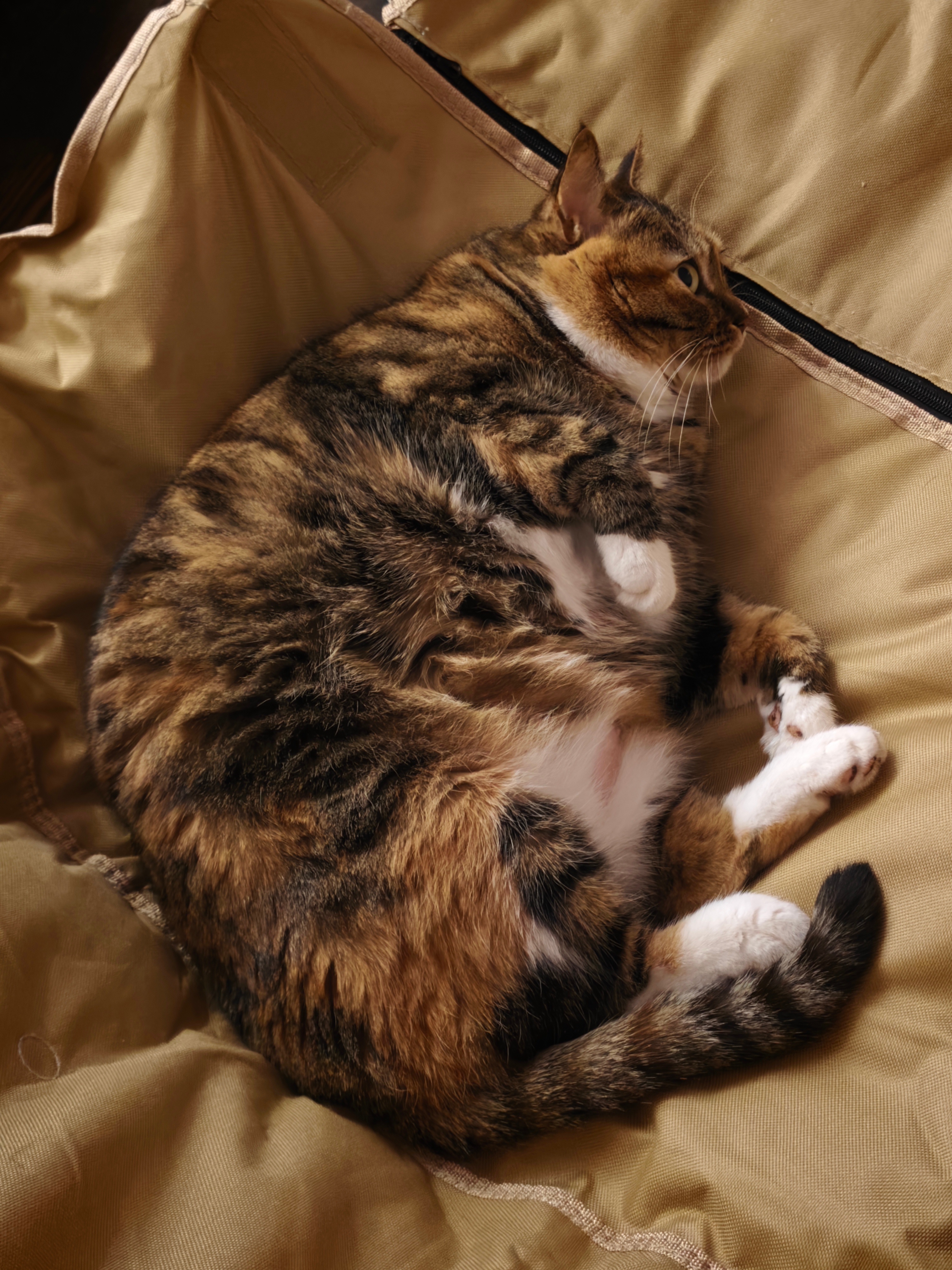肥猫赛大象。 ​​​
