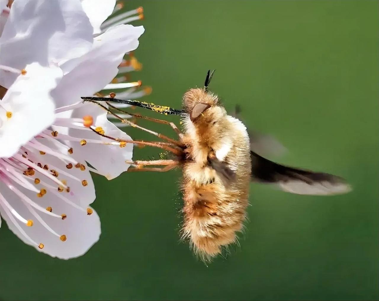金蜂