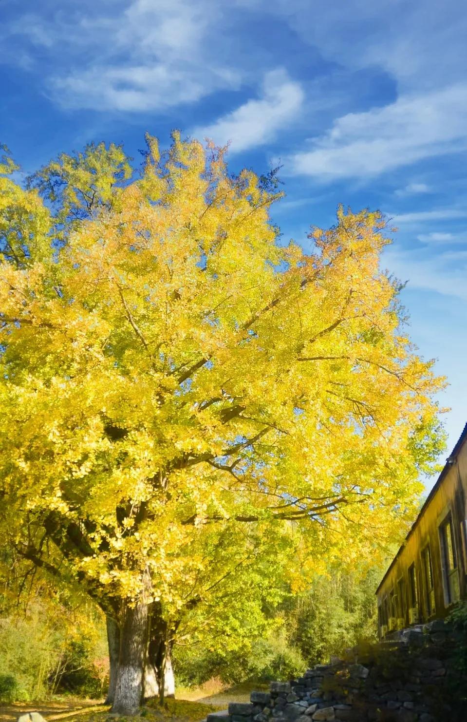 湖北省广水市观音寺，千年夫妻银杏，今日黄叶似金，正是欣赏打卡好时机。
