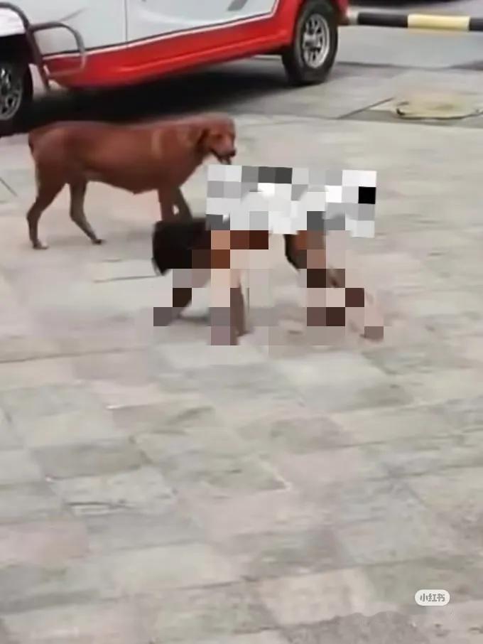 有个疑问
当一个人野化以后
他潜意识里是不是也以为自己就跟动物一样？而不会认为自