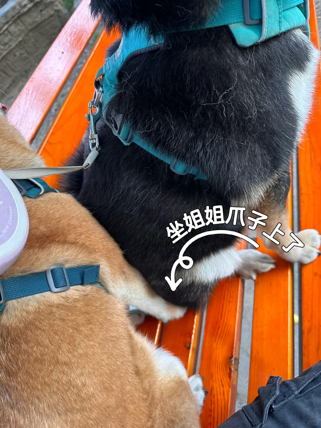 争宠小狗从不内耗