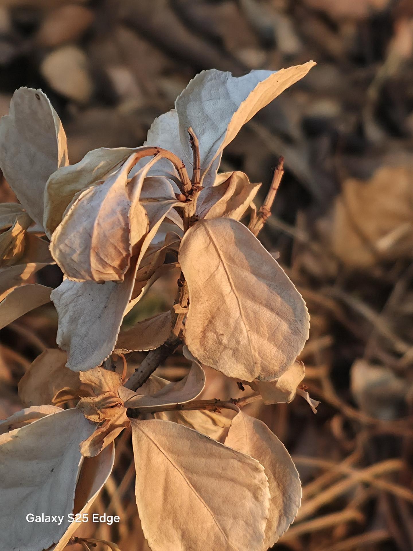 轻薄党真的爱惨了三星S25 Edge！机身真的超薄，放小包也能轻松放下...