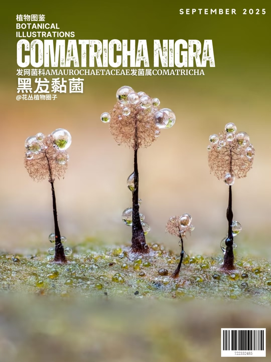 黑发黏菌Comatricha nigra