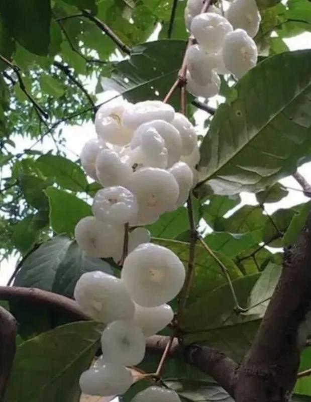 傍晚陪婆婆在公园遛弯，一棵树上垂一串串果子，乳白半透明，一个个扁圆像小纽扣又像小