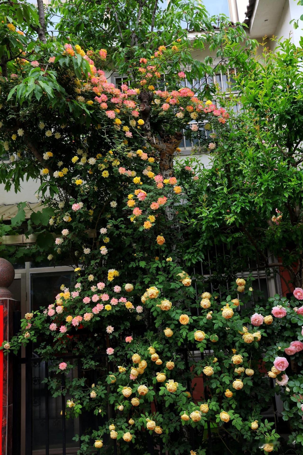 行香子   庭院

庭院芬芳，树影临窗。
望门前，花色满墙。
浮云半盏，阳光一堂