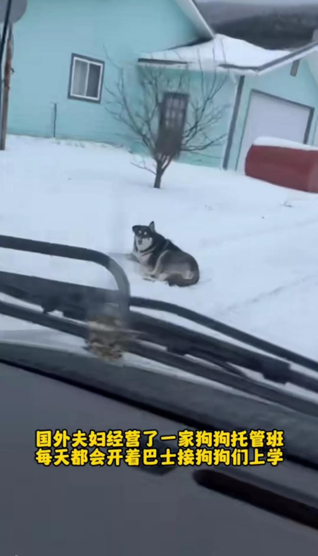 在国外有专门的狗狗学校，每天狗狗学校的校车都会像接小孩上学一样接狗狗们上学，校车