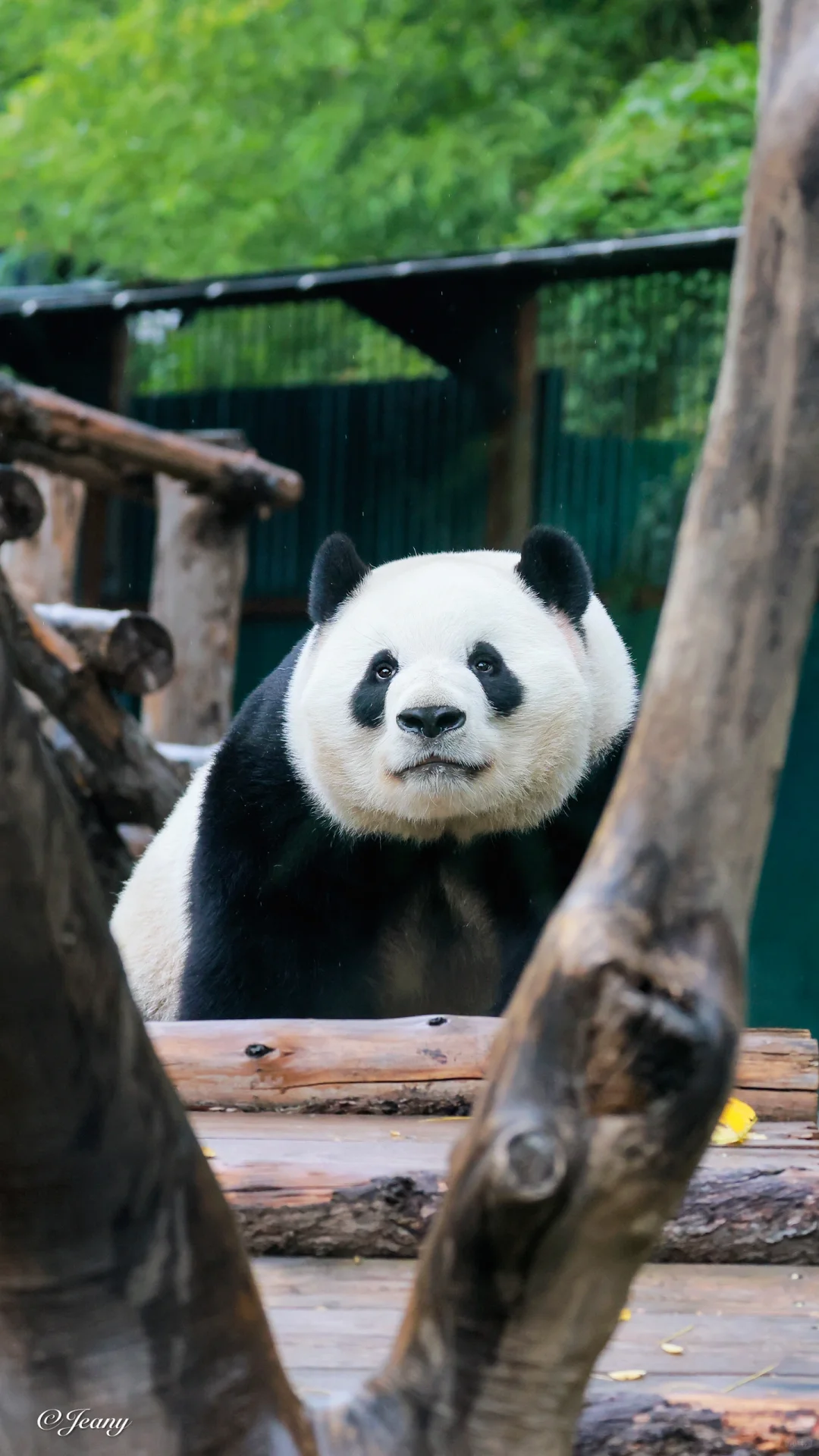 又是想大么么萌兰的一天🐼你要好好的♥️