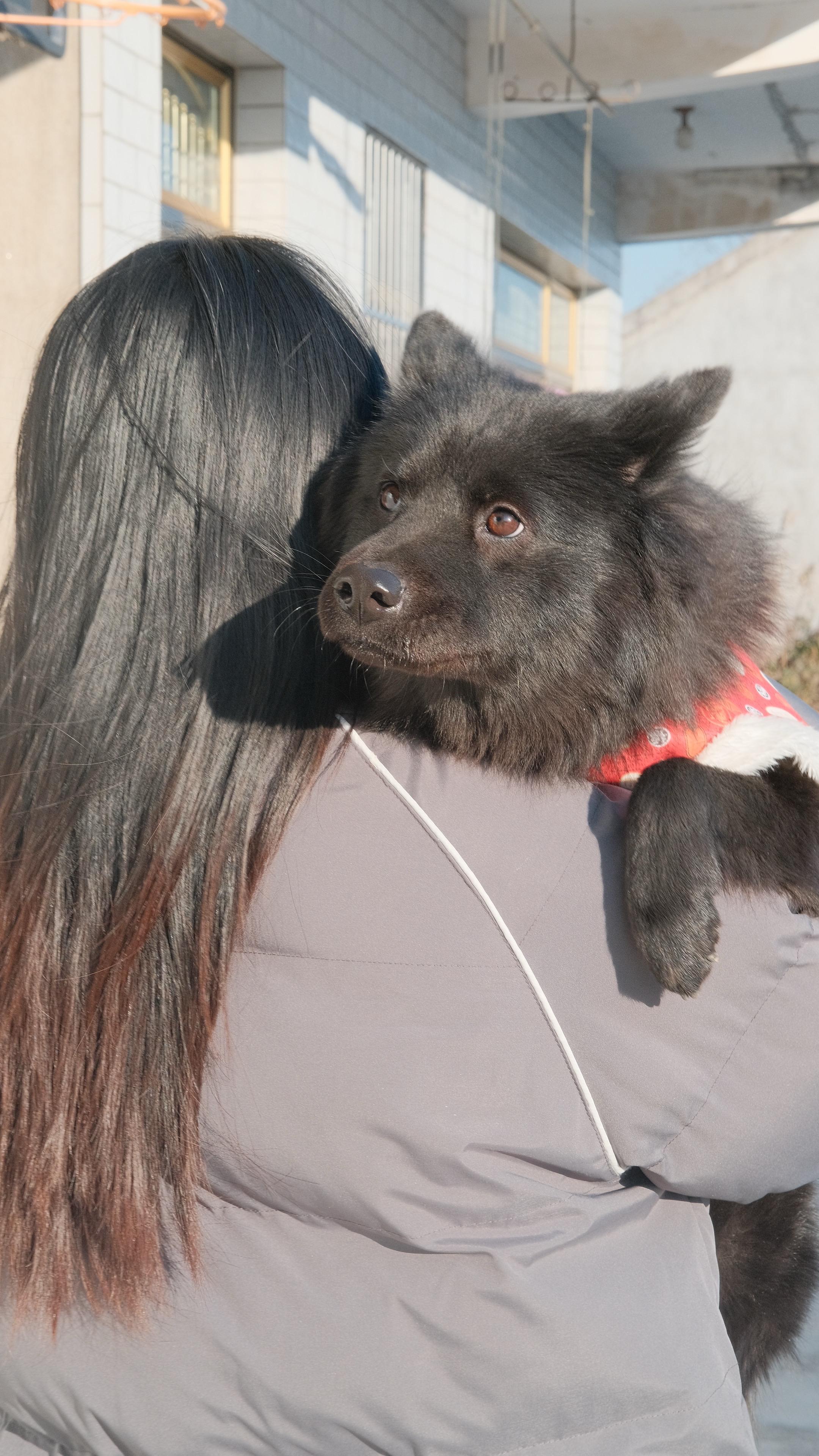 我想 小狗这一页 应是摇尾随行 岁岁相守 我细数 我珍重