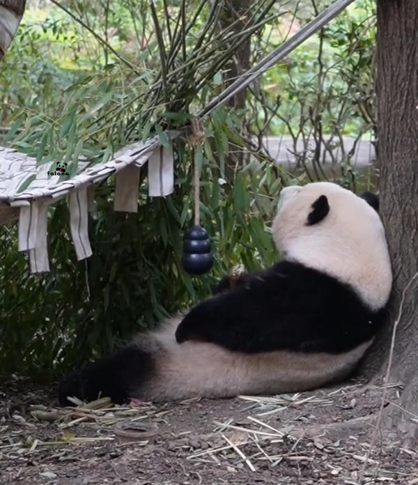 谁懂啊！花花这波加餐也太乖了吧！
5 月 13 日的加餐现场，全程都像慢动作播放