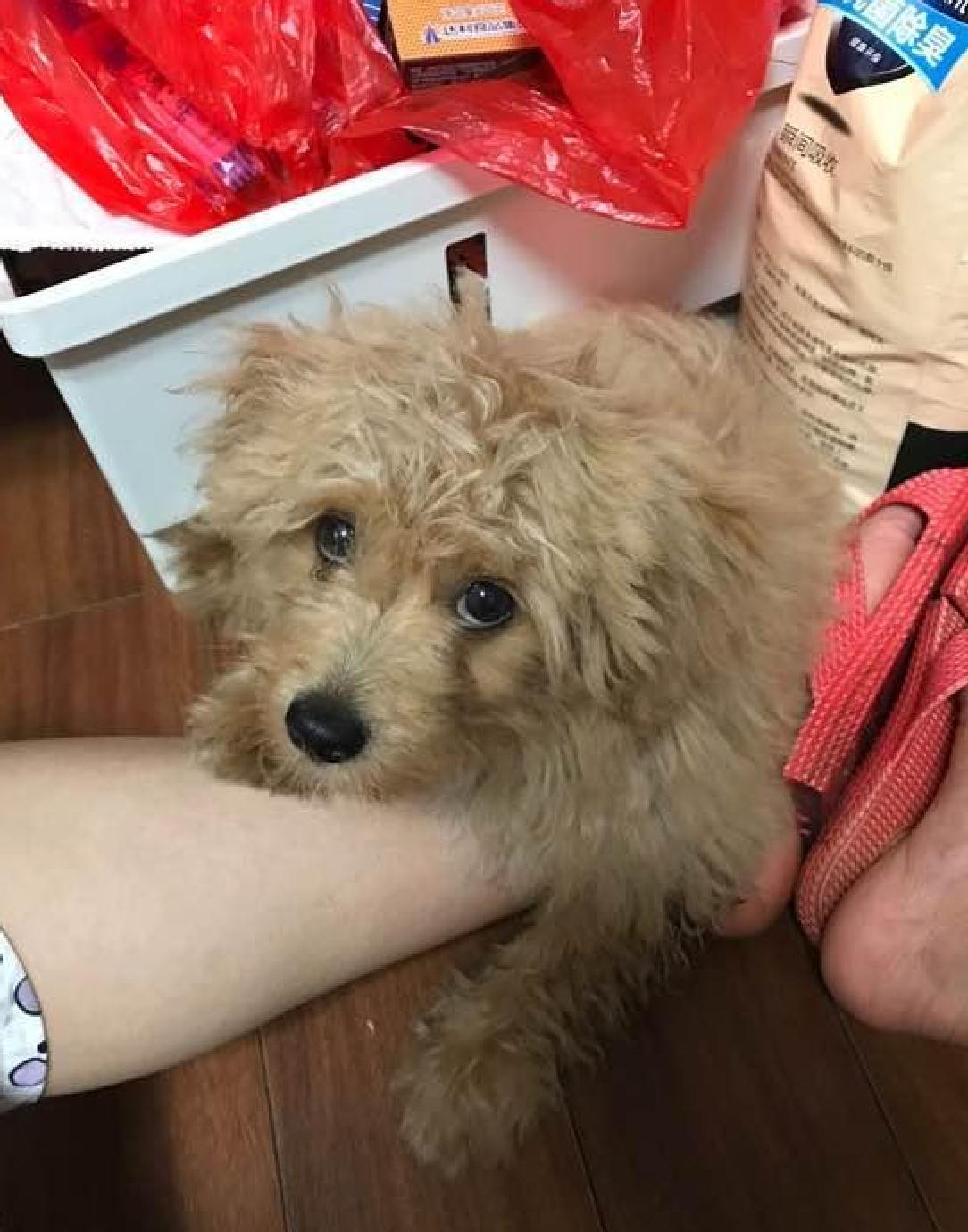 悲剧还是发生了！杭州一女子公园散步被流浪狗舔了一下，女子低头一看，没破皮没流血，