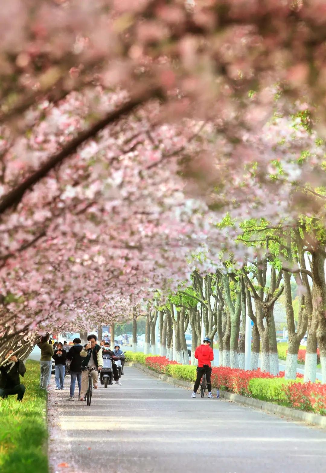 每年三月，苏州阳澄湖畔的陆泾路，堪称海棠花的梦幻王国，是苏州“最长”的海棠花大道