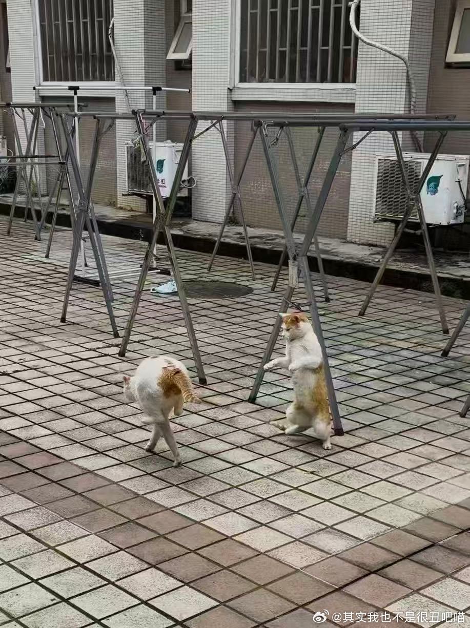 49925【丑猫】功夫 