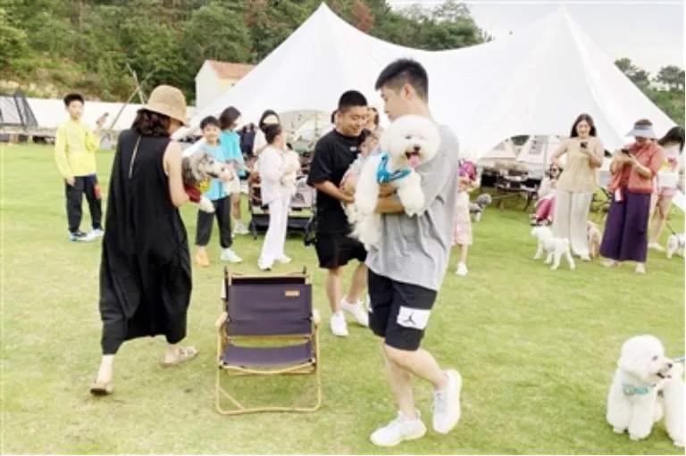 山东青岛出大招，升级“汪汪行动”，用一年的时间，争创全国的无犬只狂犬病区，网友纷
