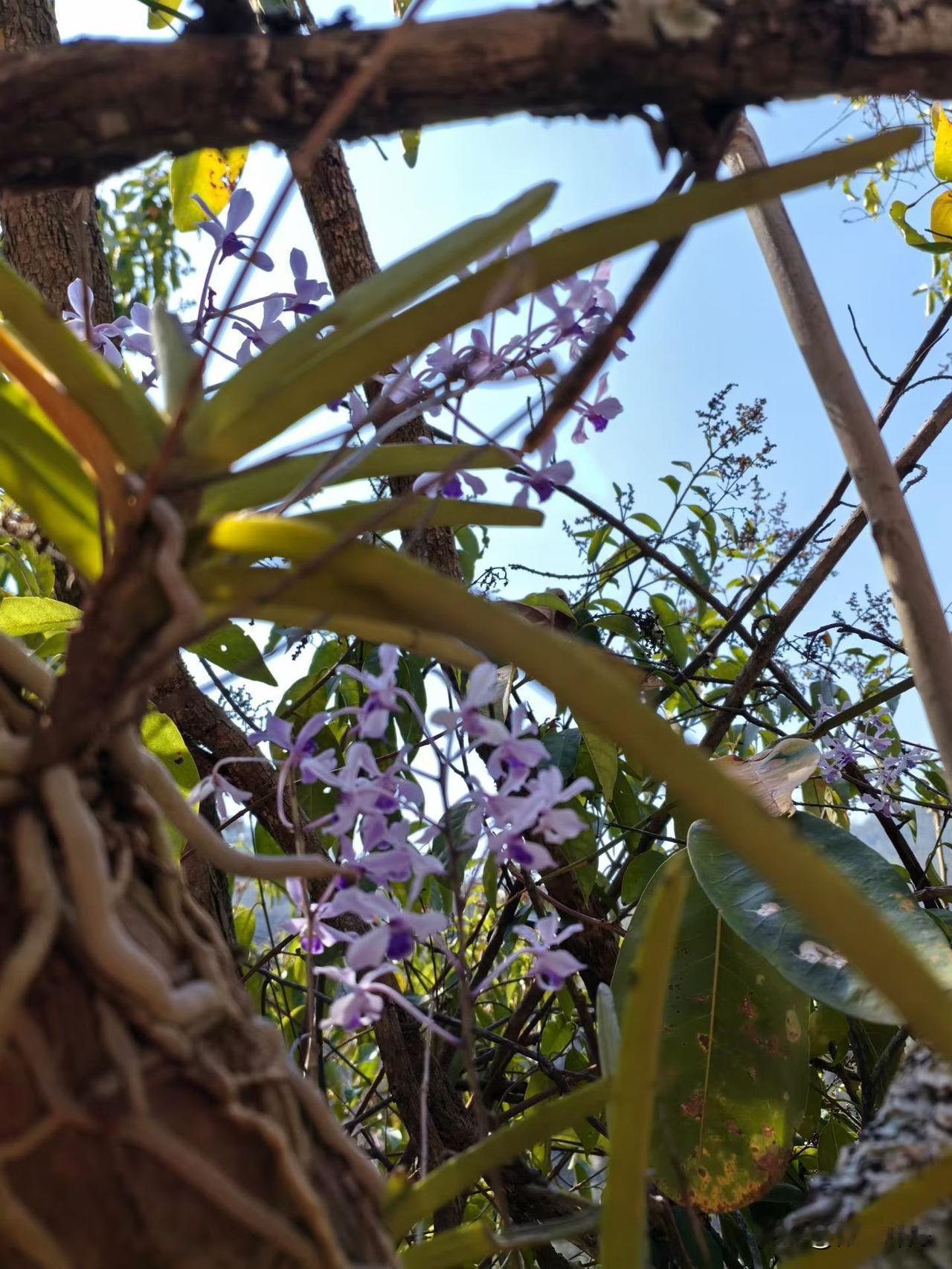 走错路带来的意外快乐
        那是周末，我们四人从芒坝寨出发，一心想去白