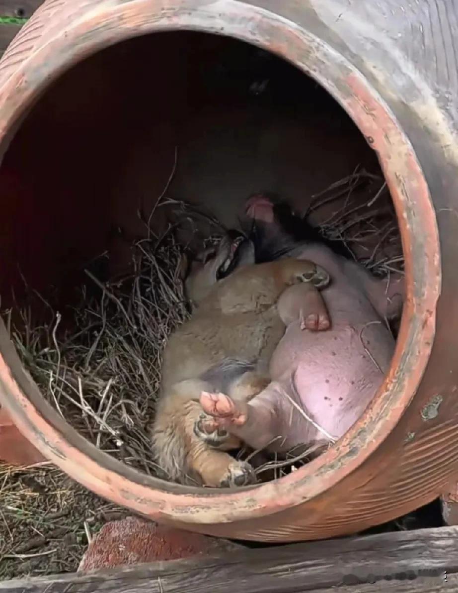 猪朋狗友，和谐之思。

世间万物，共生共荣。猪与狗，一为家畜，一为宠物，本非同槽