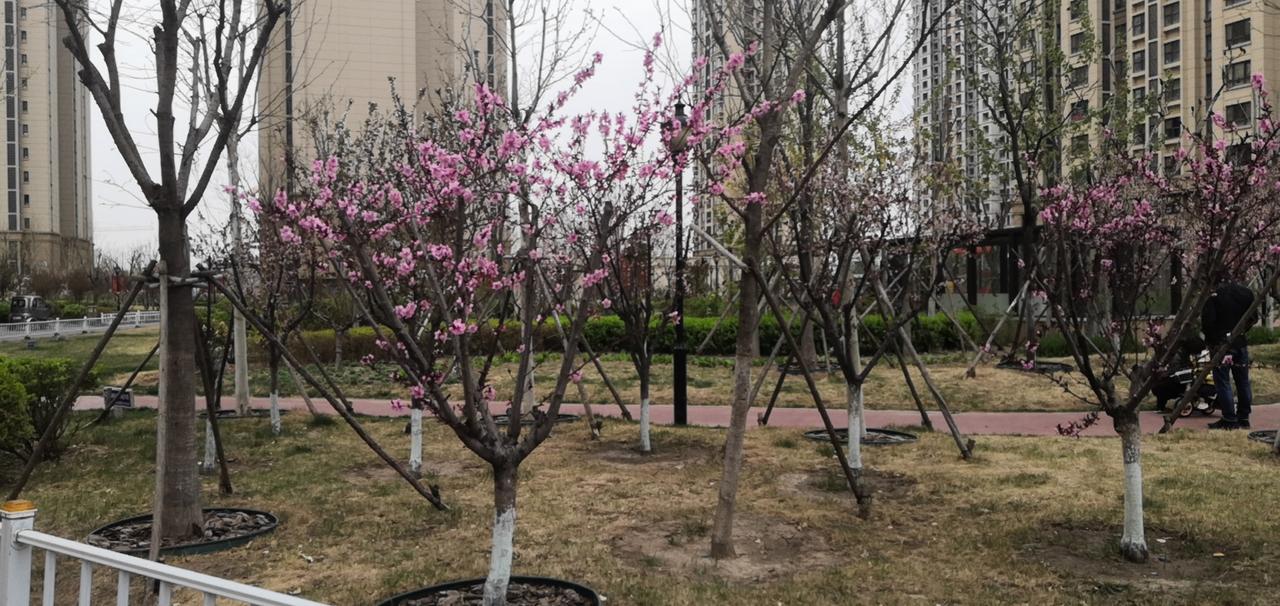 春天真的来了
又见桃花相映红，忽然想起老人家的诗词:

俏也不争春，只把春来报，