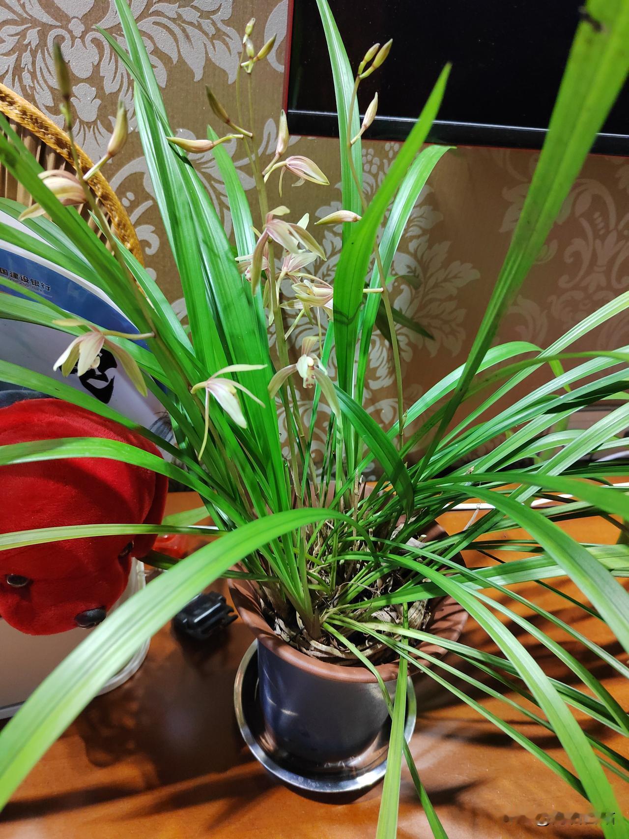 在重庆40多度的高温下，兰花又开了。[烟花][送自己一朵花]