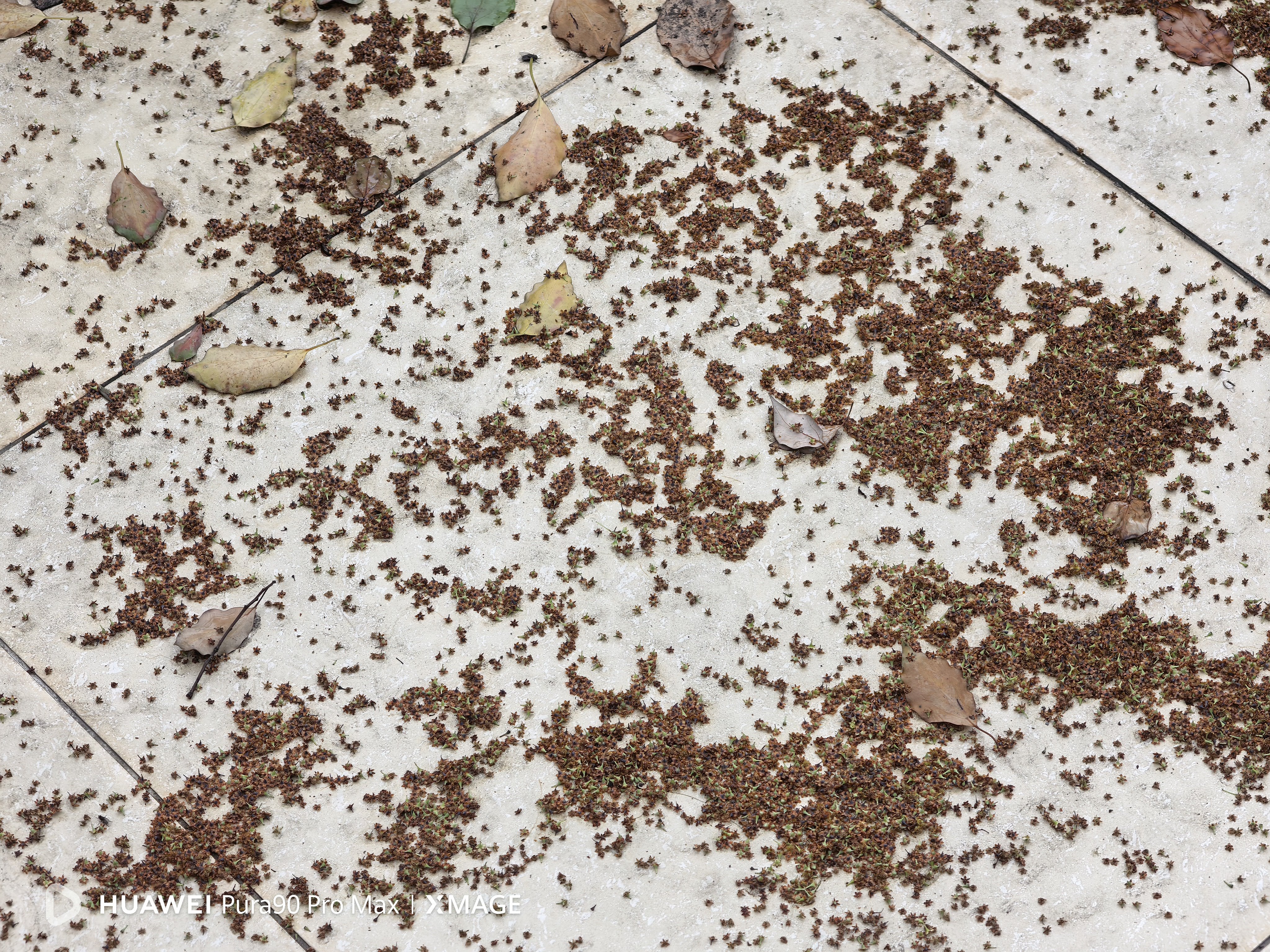 工作室门口的露台上永远都不会干净。下面的棵樟树长上来之后，从秋天开始到夏天之前就