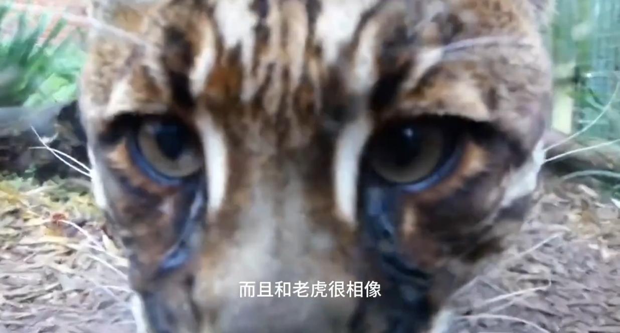 -drcn.cloud.huawei.com.cn/landingpage/me