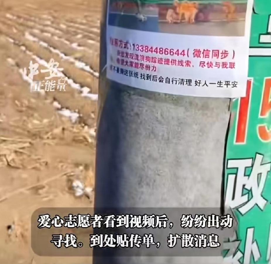 现实版汪汪队！同村七只狗同一天被偷狗贼偷走，又侥幸从车上掉下后流浪17公里结伴回