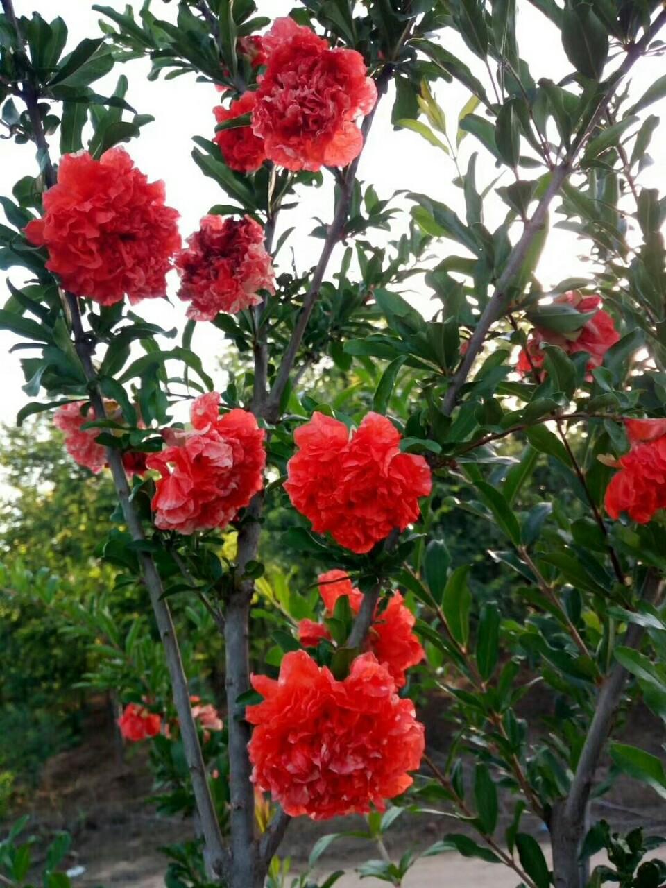 题榴花
         韩愈
五月榴花照眼明，
枝闻时见子初成。
可怜此地无车