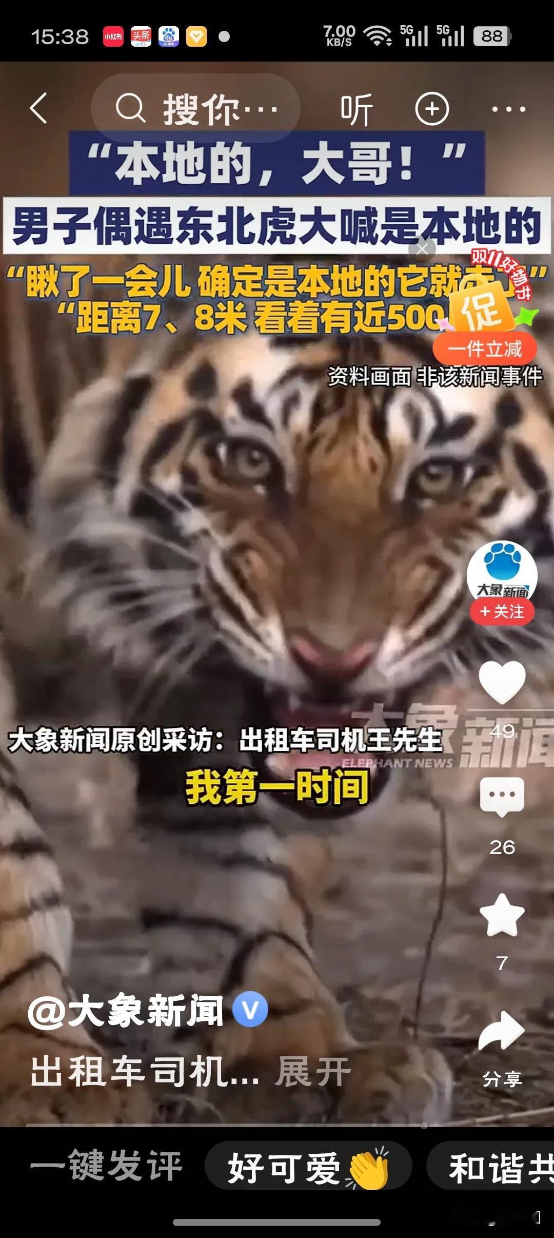 司机路遇东北虎大喊是本地的“一句‘本地的’，道出人与生灵的默契，亦是自然回归的生