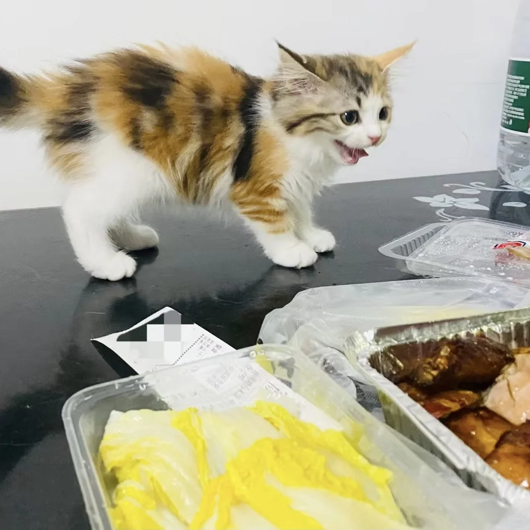 谁能想到 这只贪吃小猫长大是这样的呢