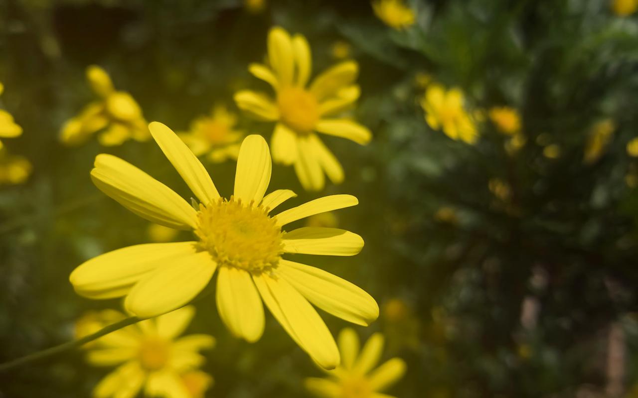 春天难得有黄花