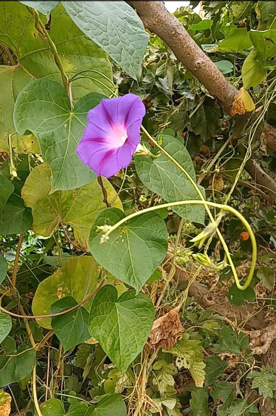 花美如此多娇