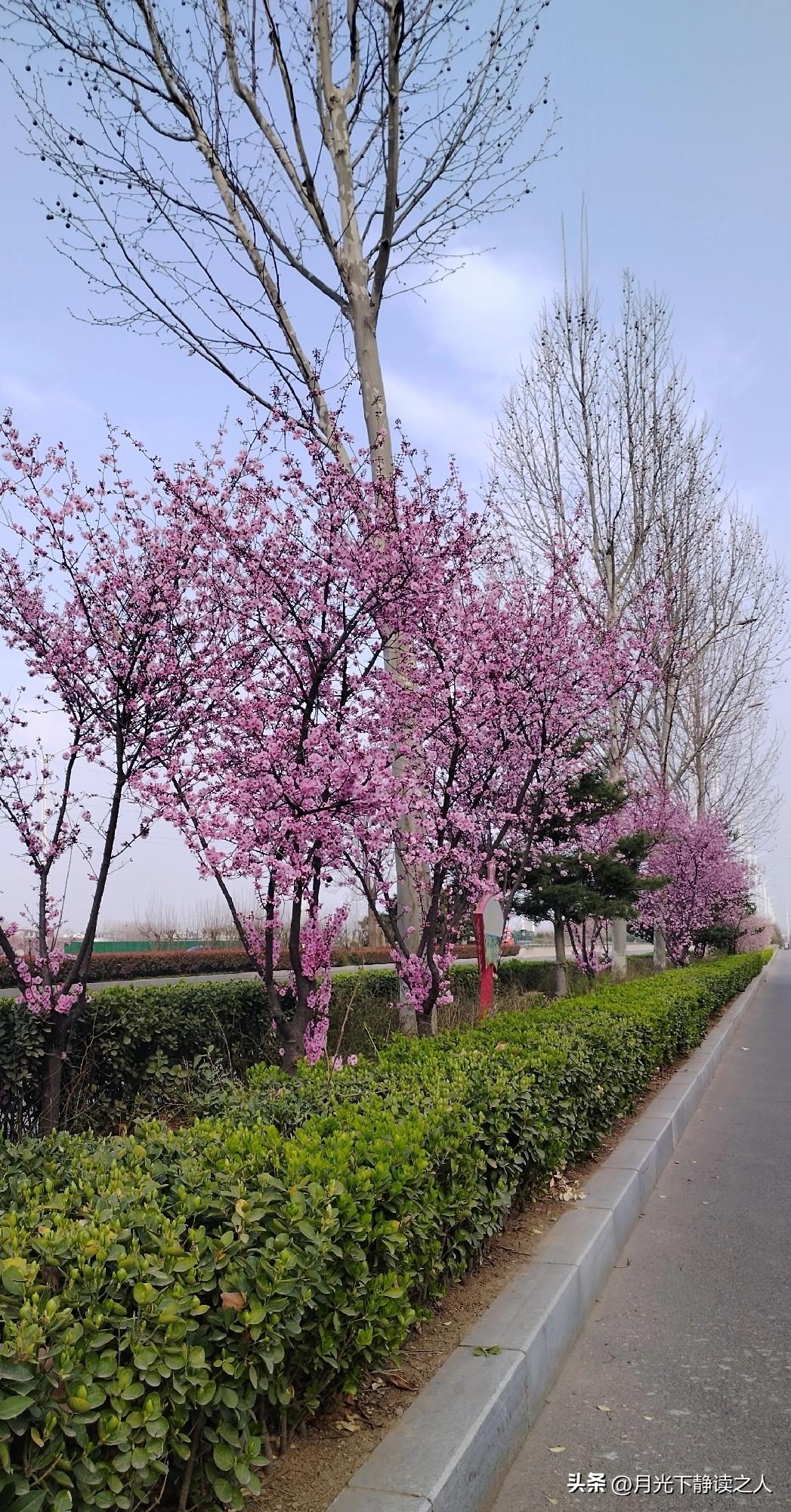 今天下班路上看到路边的花🌸都开满了枝头，小草🌿嫩芽🌱也出来冒泡了，看着好清