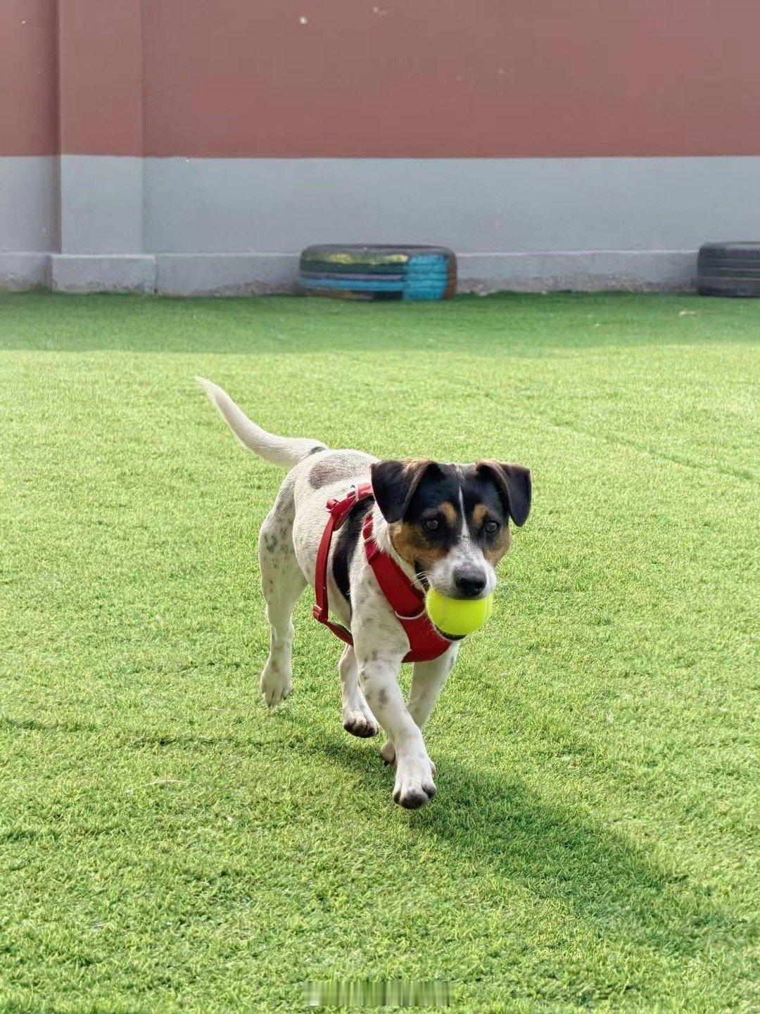 姚琛带小狗备战铁汪三项姚琛迎来了自己的小狗队友运动少年姚琛遇上软萌小狗队友小八，