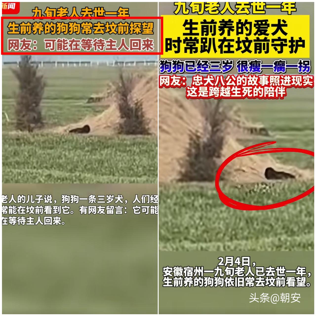 忠犬八公的故事是真的！

安徽宿州九旬老人离世一年多，陪伴她的小狗始终守在墓前，