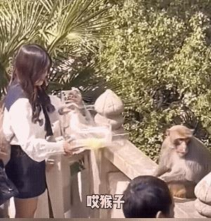 猴子：开什么玩笑呢？你以为我傻是不是？拿坨翔就敢来喂我？