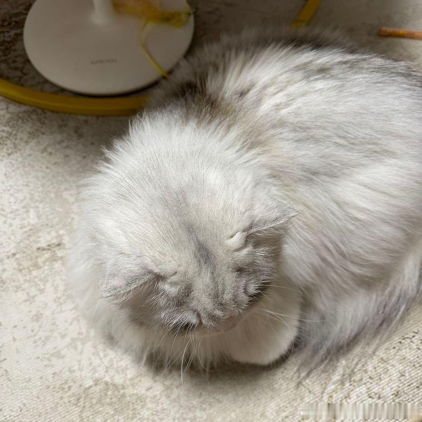 不丢我们小丢是一块小毛毯😺 
