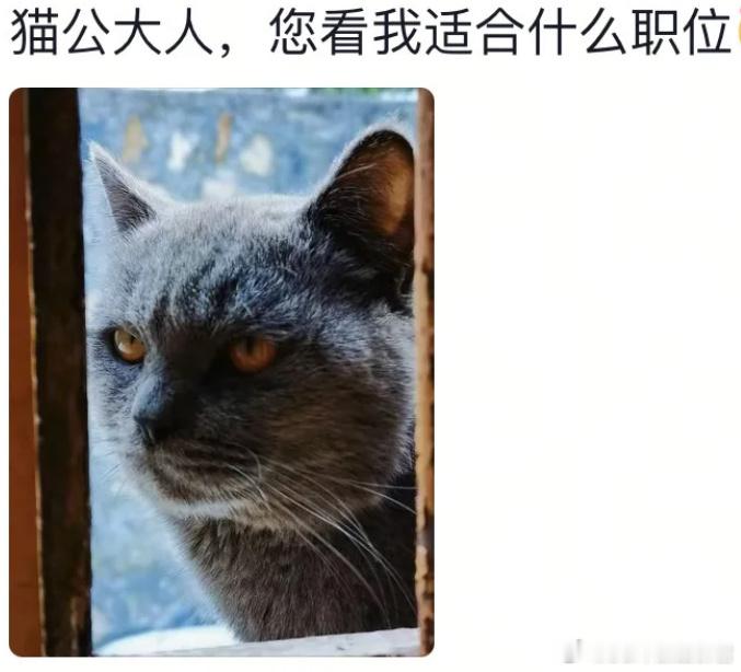田曦薇 我的猫能进妖市吗全天下的小猫都该去妖市拜见猫公大人！看《子夜归》看得我对