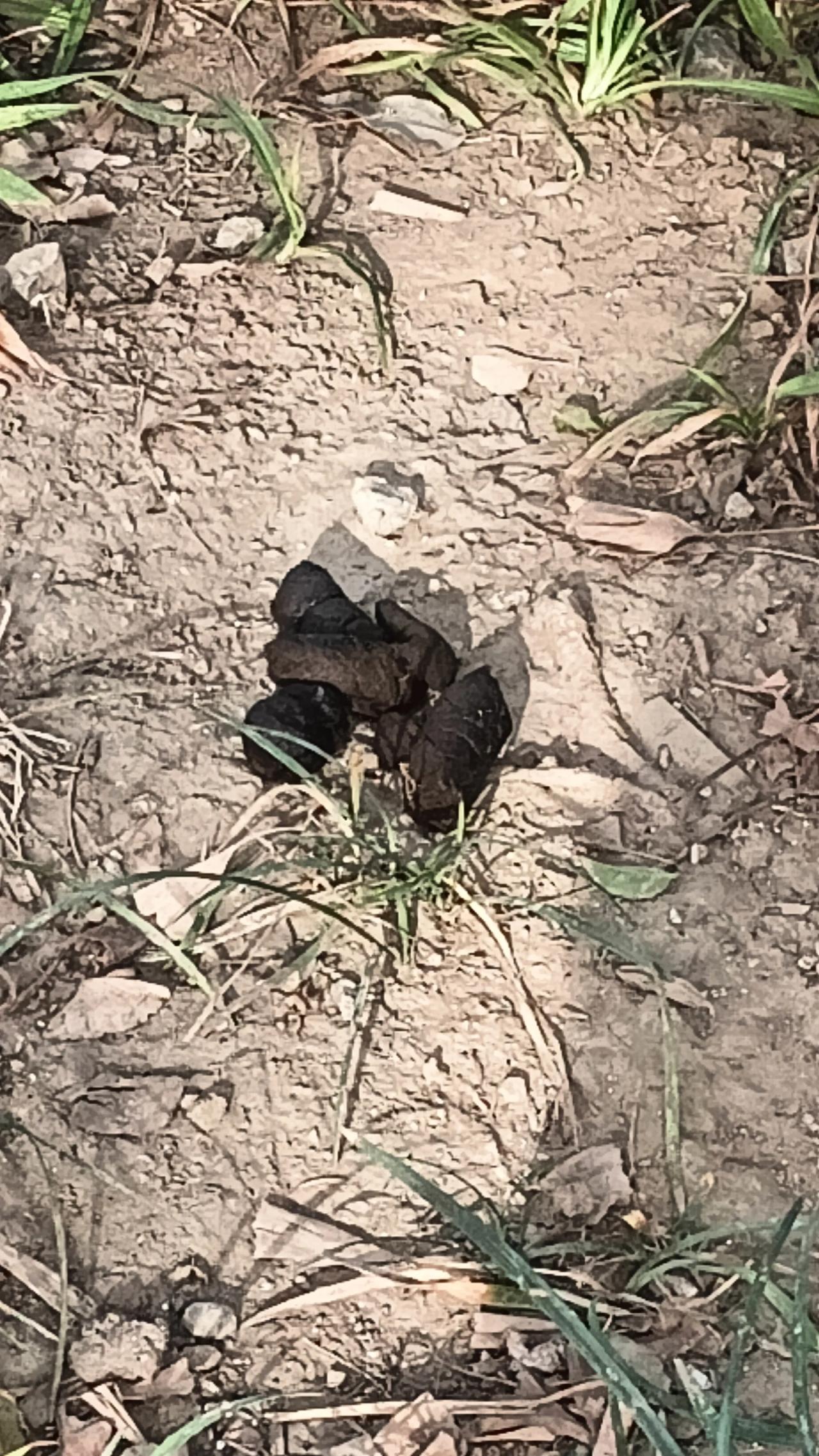 这就是南京的宠物狗经济