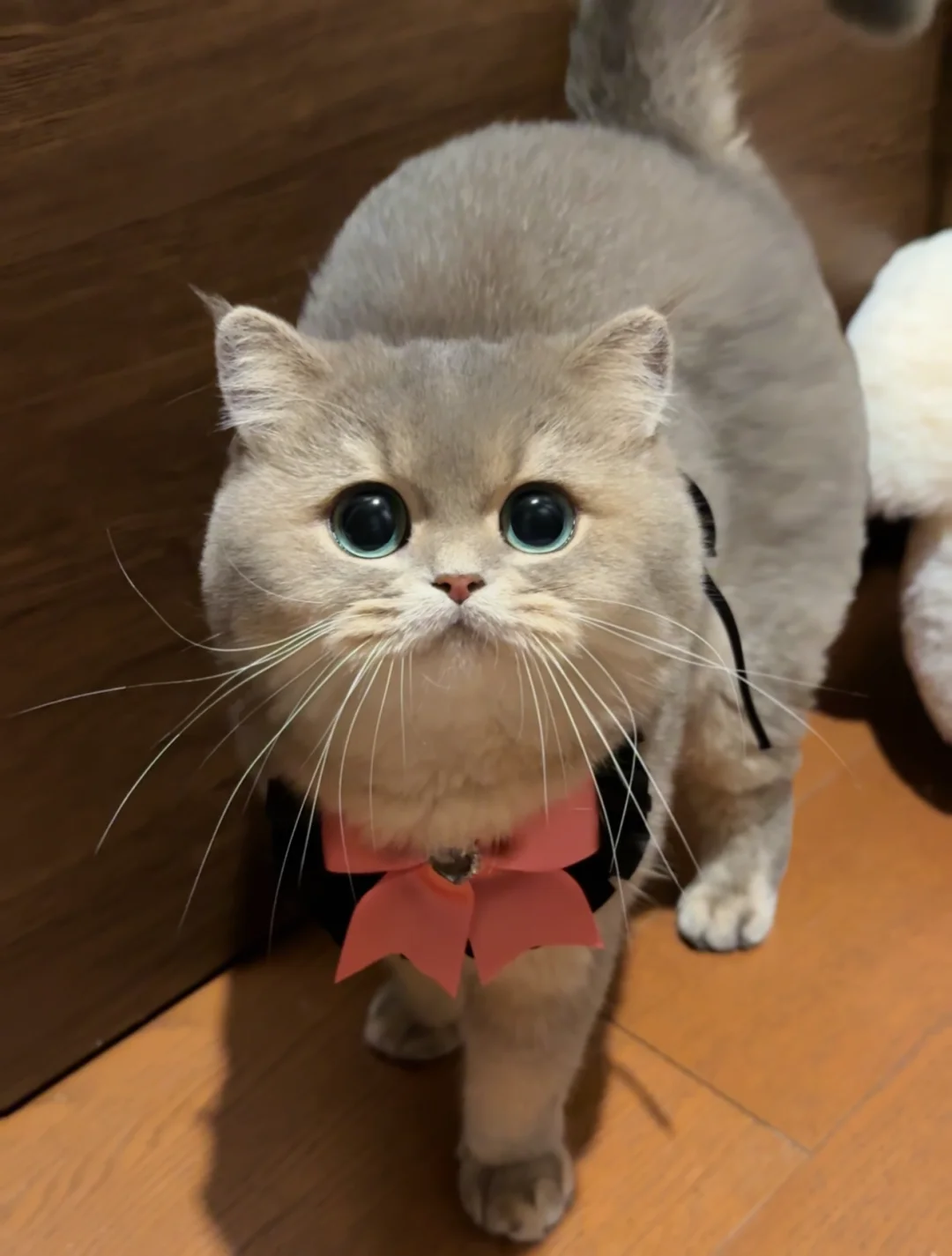 眼神端正得可以入选少先队员！