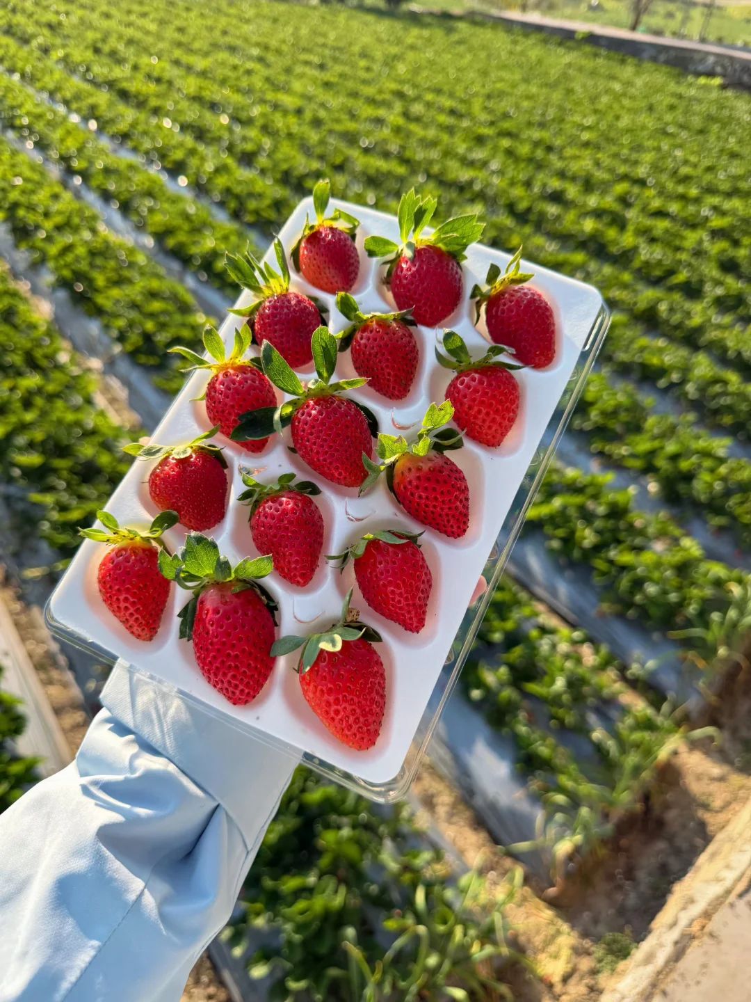 商超一盒的价格，在我家直接带走四盒！