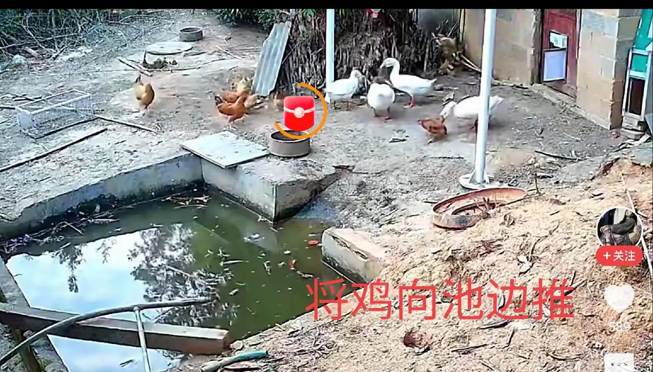 院子养了一群鸡和鹅，长期观察，看懂了它们之间的生存博弈。
 
院里就这一处水塘，
