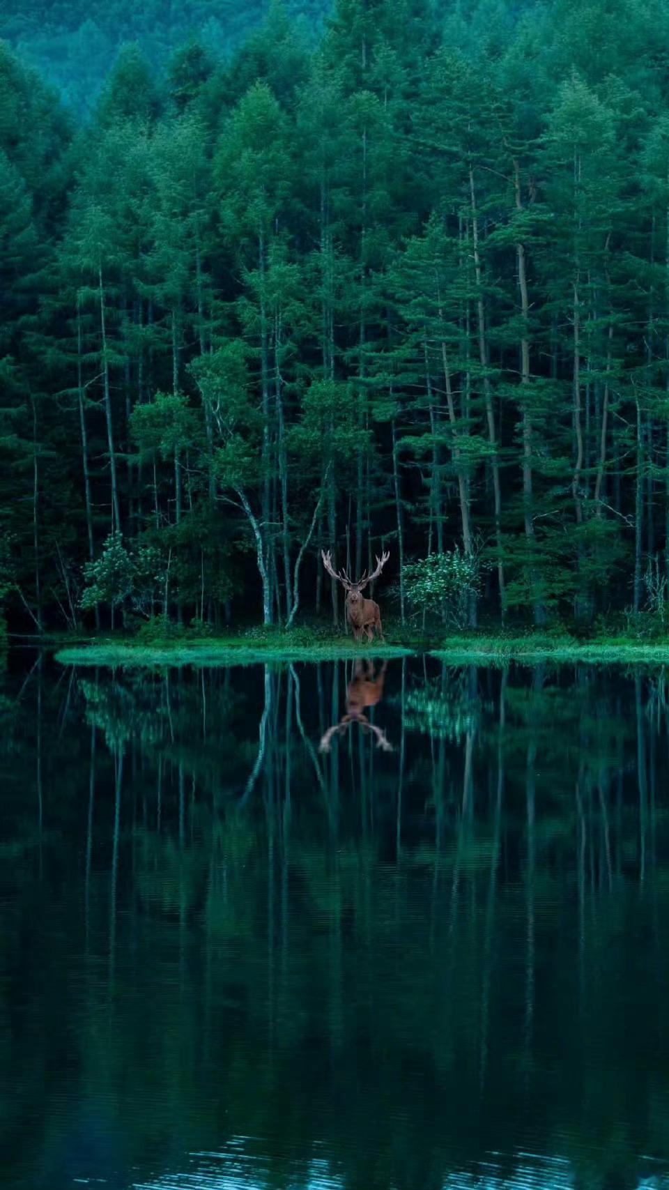 好运2026 准的可怕....据说见鹿转发，可以好运一整年🙏🦌 