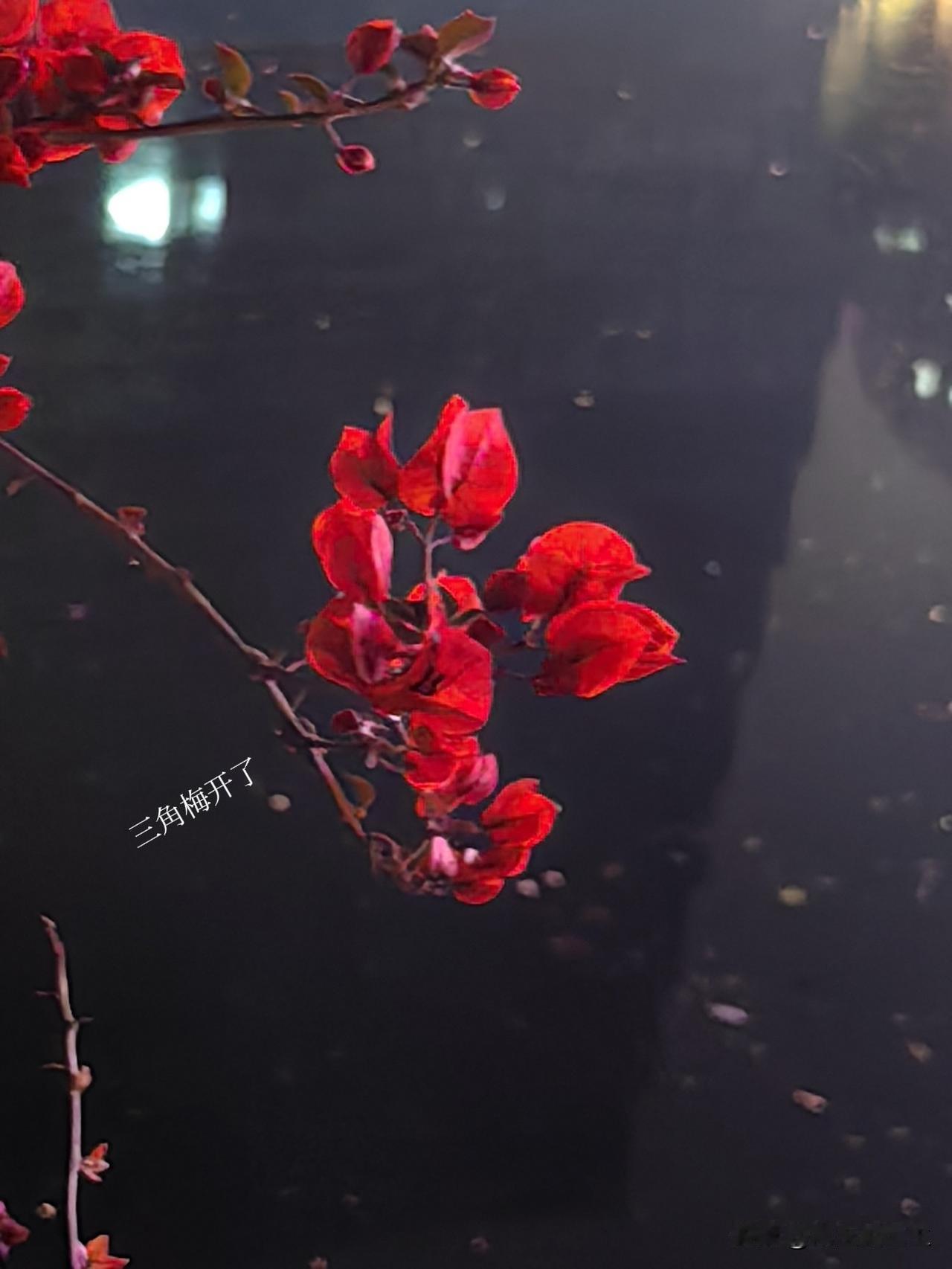 夜色漫过城市，三角梅在晚风里河畔边开得滚烫。
一簇红，撞碎了满城灯火；几枝影，映