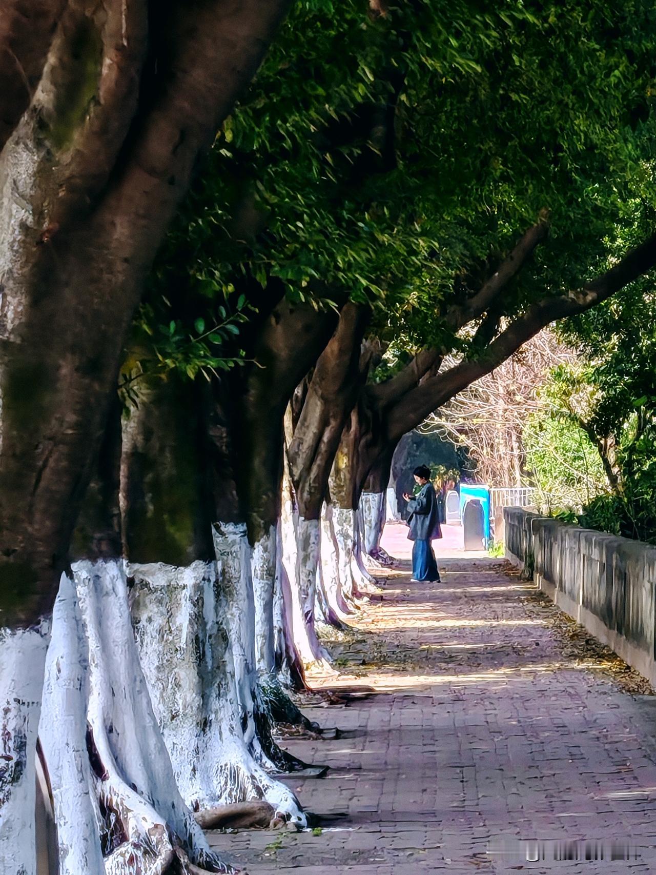 我一直认为林荫道有绿野仙踪的感觉，也很喜欢这样的长得一排整齐的大树。
今天的阳光