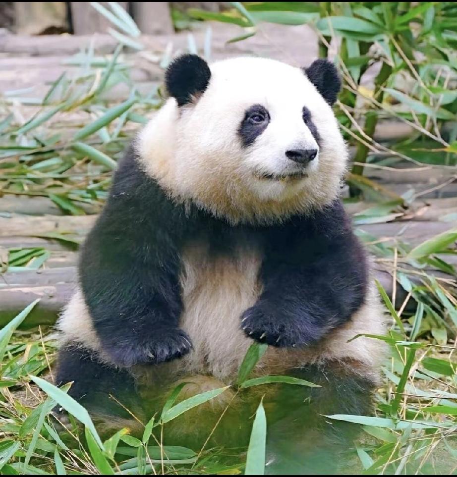 去过很多个城市，但成都的街景、成都的绿化、成都的美食、成都的烟火气息、成都的人文