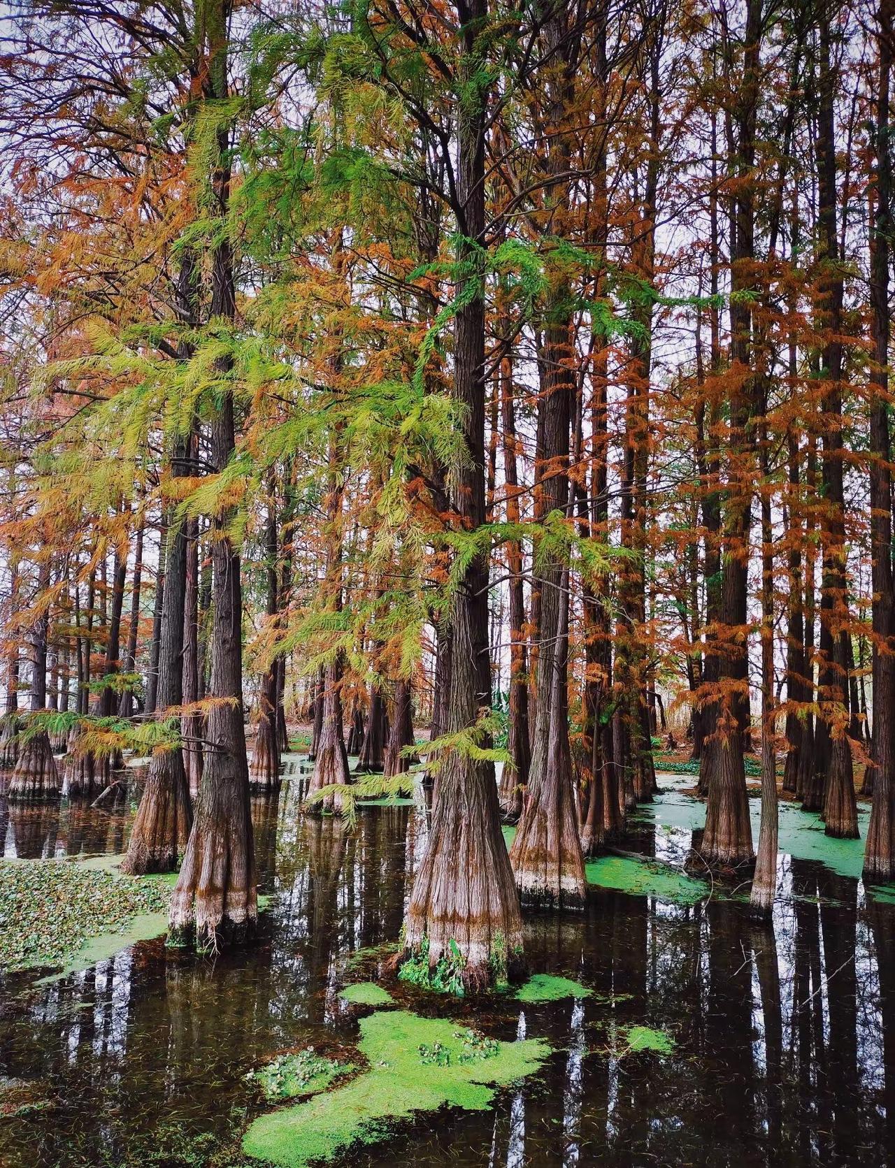 南湖水杉秘境人少好出片。12月的阳光将南湖旁的这排水杉染成了一片橘红，走进水杉林