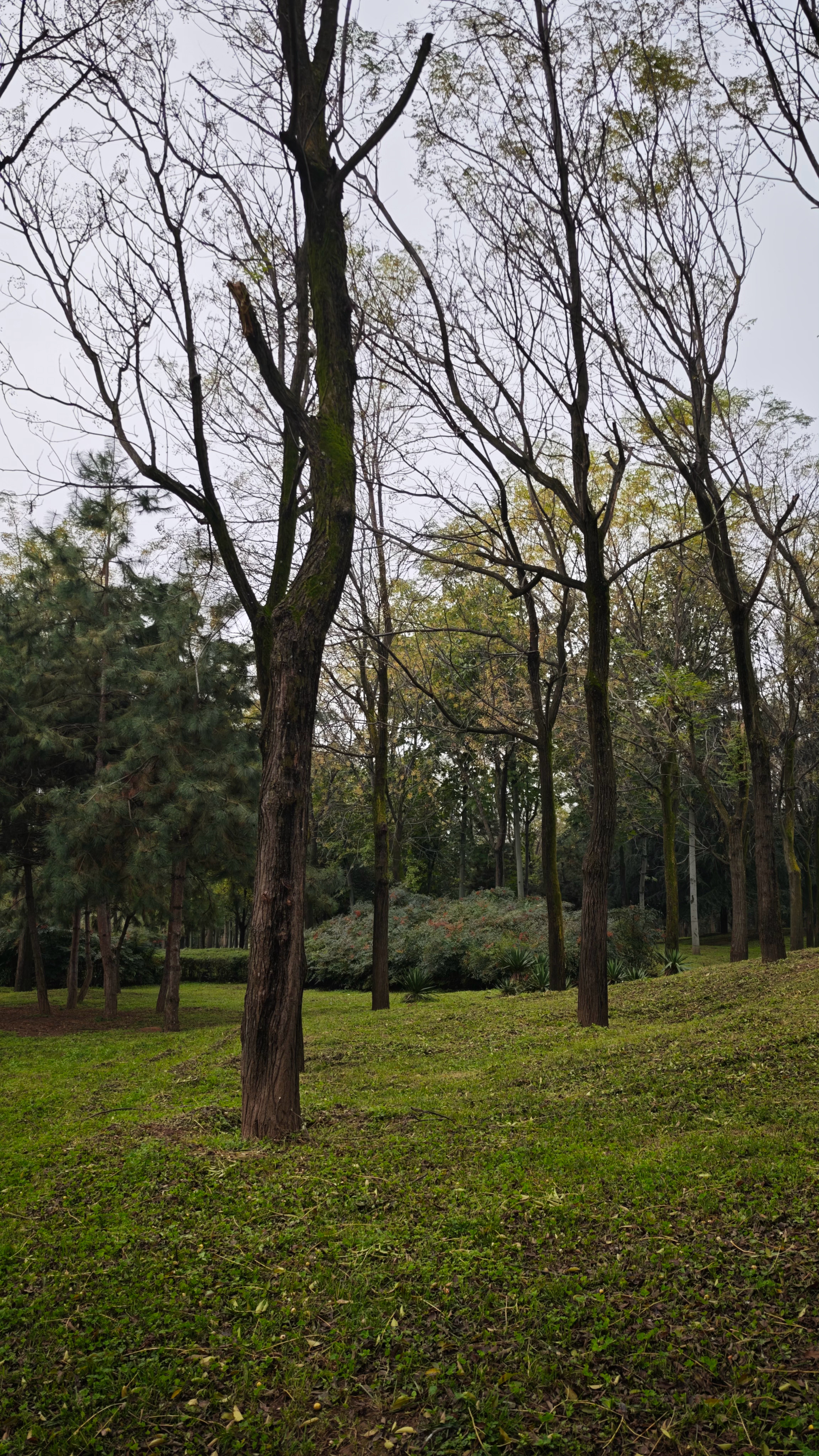 手机摄影 雨洗过的秋，除了一丝丝凉意，空气变的更加清新，树叶泛着微微的光，还能发