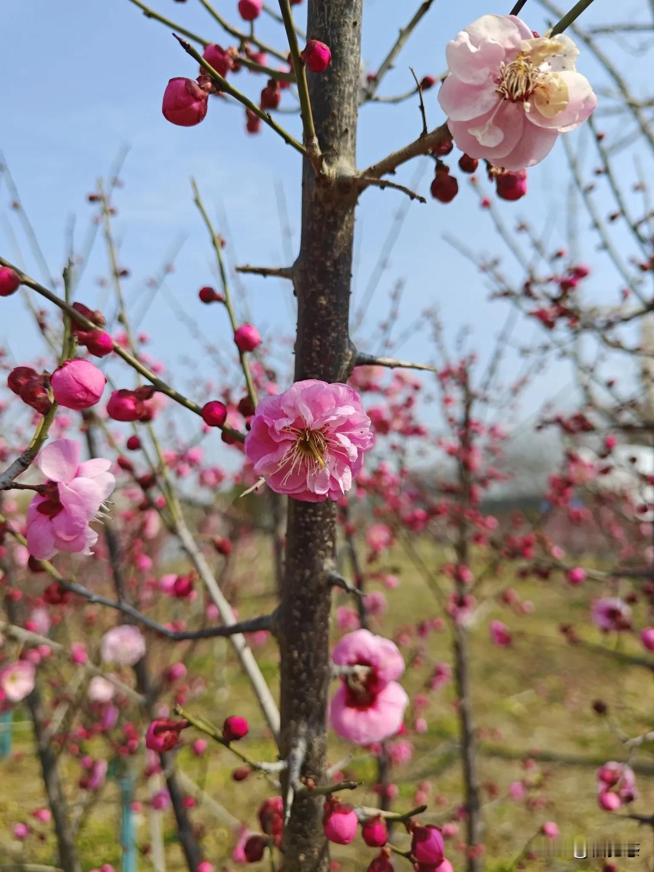 梅花