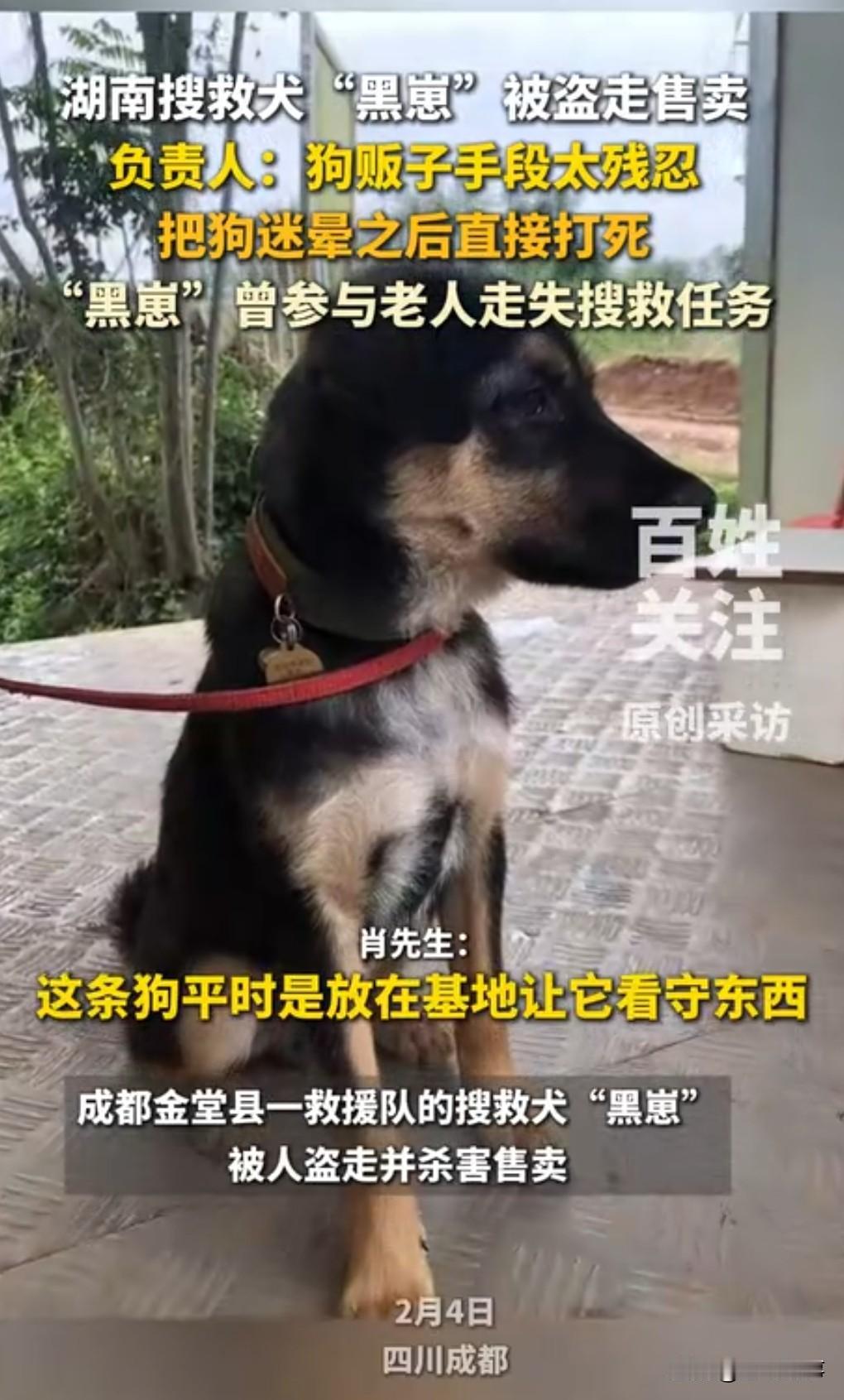 这实在是太恶劣了，这下是踢到铁板了，竟然把救援队的搜救犬盗走杀害售卖。

这实在