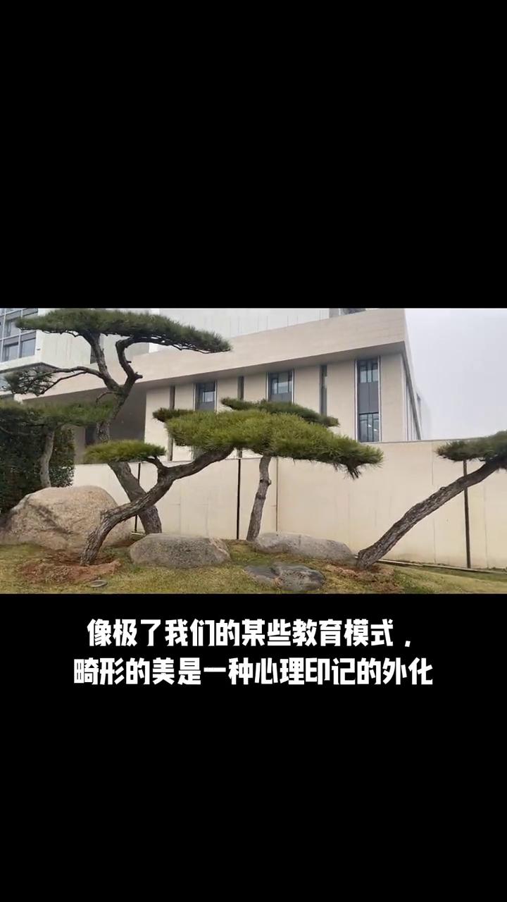 违反植物生长的自然形态而做成的街景或盆景，像极了某些教育模式，畸形的美是一种心理