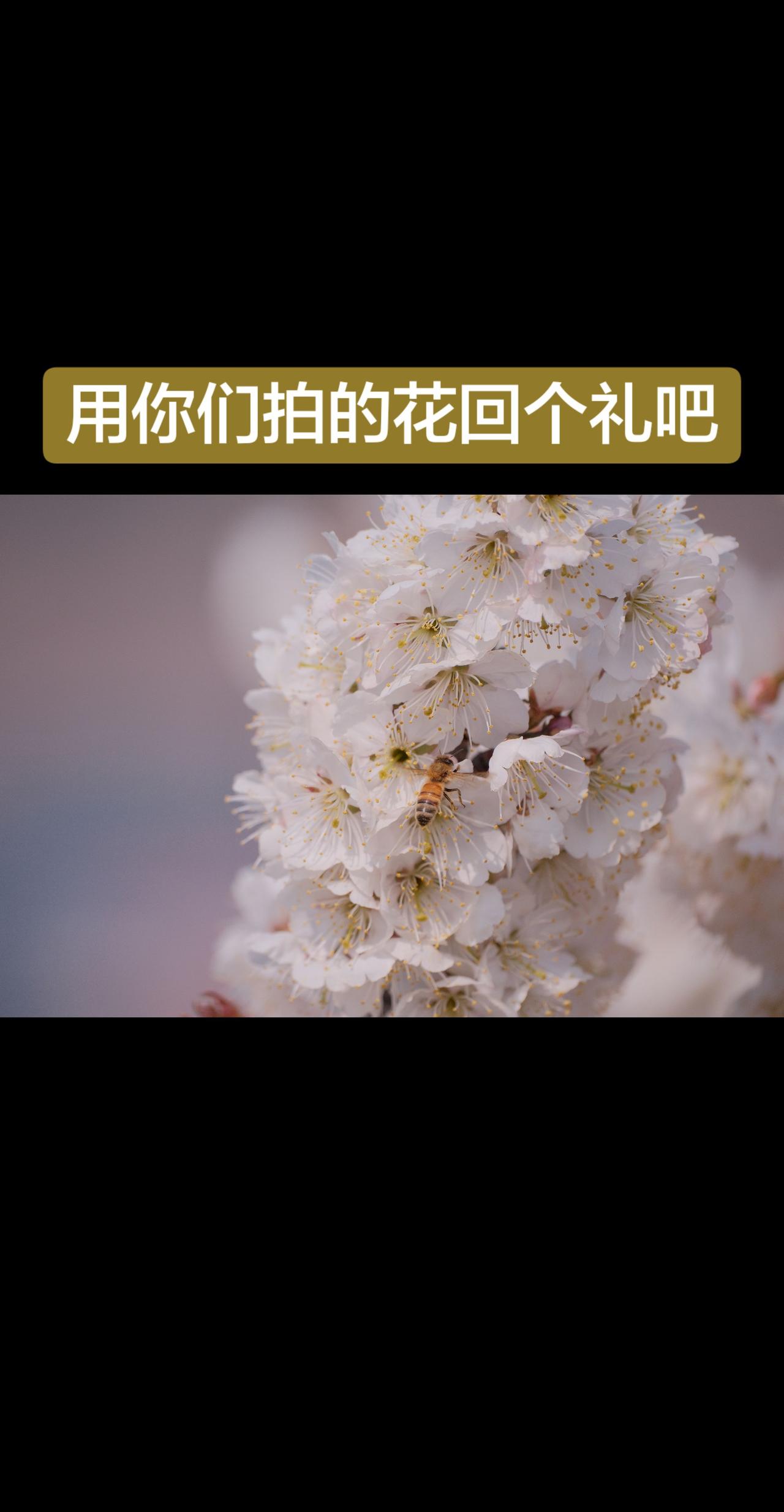 樱桃花 琼花飘香 城阳樱桃花